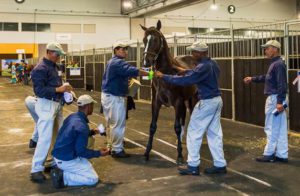 2014 CTS Premier Sale at the CTICC (photo: hamishNIVENPhotography)