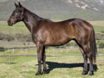 Lot 104 Royal Tattoo - Marchfield x Persnikitty