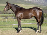 Lot 106 Mambo Model - Mambo In Seattle x Platinum Cat