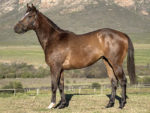 Lot 144 Tuulikki - Oratorio x Smangaliso
