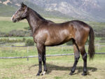 Lot 154 Mambo Medley - Mambo In Seattle x Streams Of Song