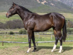 Lot 155 Yacht Club - Sail From Seattle x Sugar Club