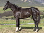 Lot 173 Sing It Again - Twice Over x Traviata