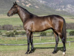 Lot 181 Genuine Mambo - Mambo In Seattle x Veritable