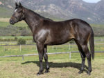 Lot 186 Pamunkey - Mambo In Seattle x Wicomico