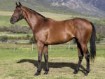 Lot 201 Broadway Trip - Trippi x Alinga