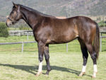 Lot 21 Green Field - Marchfield x Jade Empress