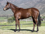 Lot 210 Sheik's Storm - Trippi x Atlantic Storm