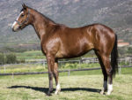 Lot 235 Banjo Buzz - Toreador x Cymbeline