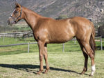 Lot 53 All Clear - Silvano x Let's Fly