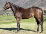 Lot 55 Spring Poetry - Marchfield x Lundy's Lass