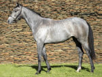 Lot 74 Storm Cloud - Marchfield x Missy's Thunder