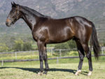 Lot 9 Tremendous - Mambo In Seattle x Great Wall