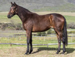 Lot 92 Five Star Drive - Silvano x Pacific Peace