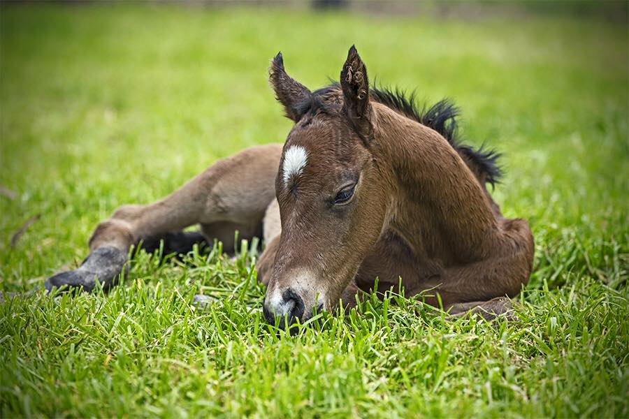 Black Caviar's 2016 filly foal by Snitzel