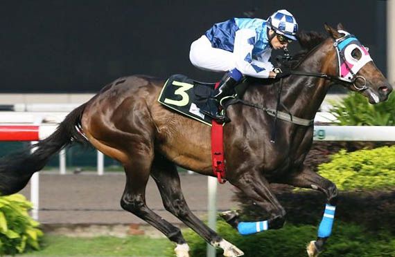 MARINE TREASURE looks like he could win this (Pic by Singapore Turf Club)