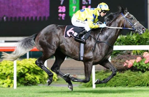 MR SCORSESE (Pic by Singapore Turf Club)