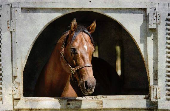 Fencing Master (Oratorio - Moonlight Dance)