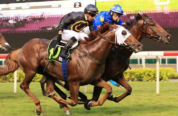 LIM'S ELUSIVE looks ready to win (Pic by Singapore Turf Club)