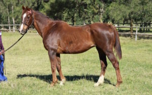 Marie Galante (photo: Varsfontein Stud)