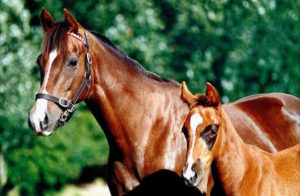 Marie Galante at stud (photo: Varsfontein Stud)