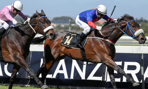 safe-harbour-wins-lanzerac-ready-to-run-cup