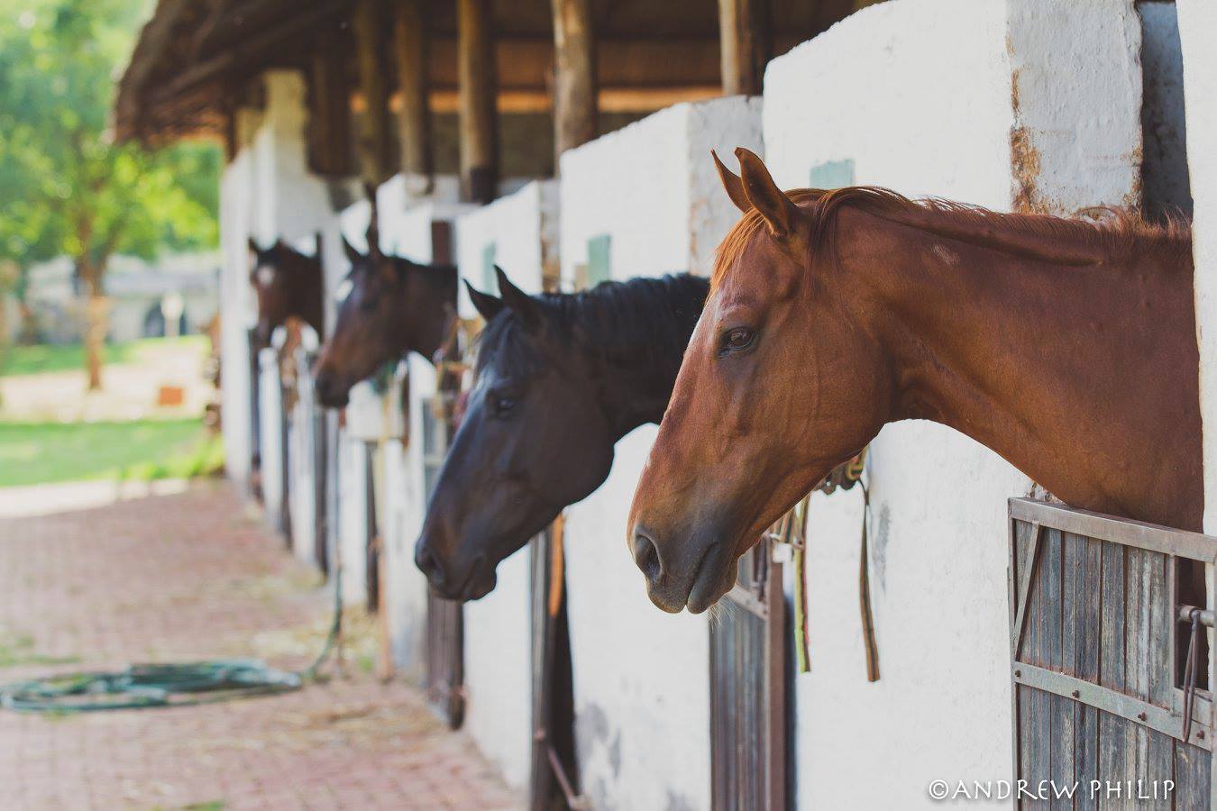 Sarahdane Stud