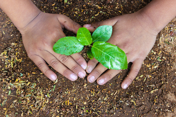 Plant a tree