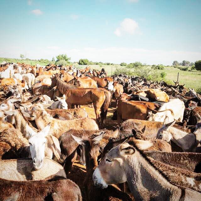 Hartswater auction feedlot (photo: Karoo Donkey Sanctuary)