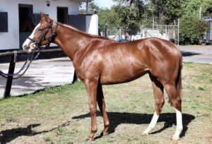 Miss Frankel in training (photo: Avontuur)