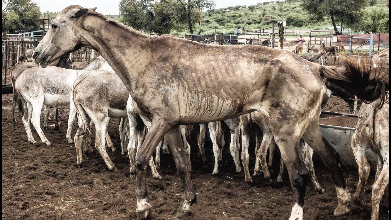 Karoo Donkey Sanctuary (photo: supplied)