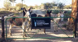 Karoo Donkey Sanctuary (photo: supplied)