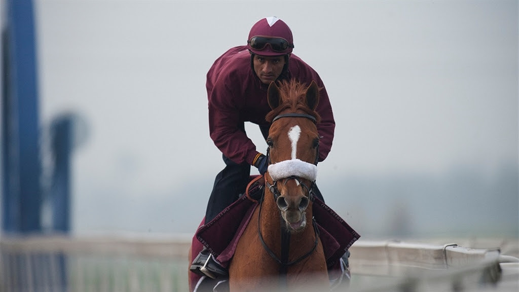 A runner from Zabeel Stable strains at Jinma Lake ahead of the Chengdu Dubai International Cup (photo: Dubai Racing Club / Andrew Watkins)