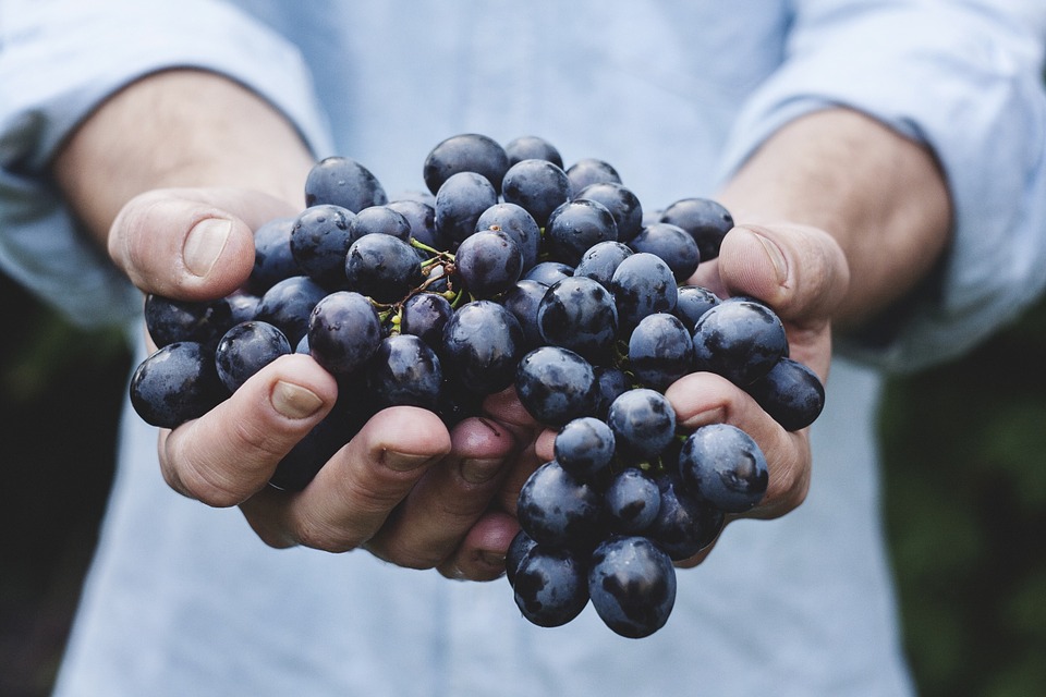 Harvest Bunch Fruit Holding Ripe Person Grapes