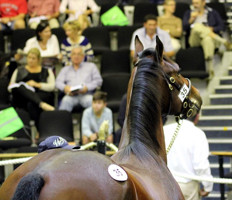 National Yearling Sale (photo: TBA)