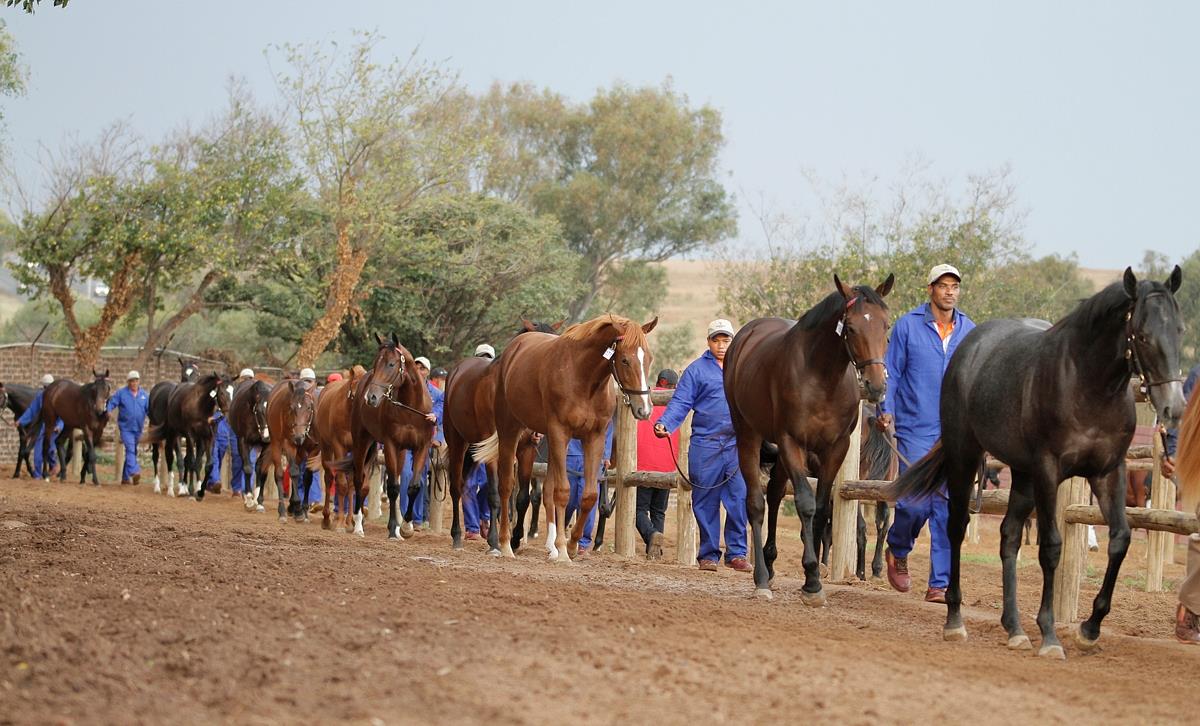 National Yearling Sale (photo: TBA)