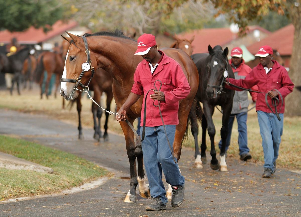 National Yearling Sale (photo: TBA)