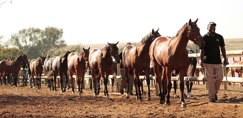 National Yearling Sale (photo: TBA)