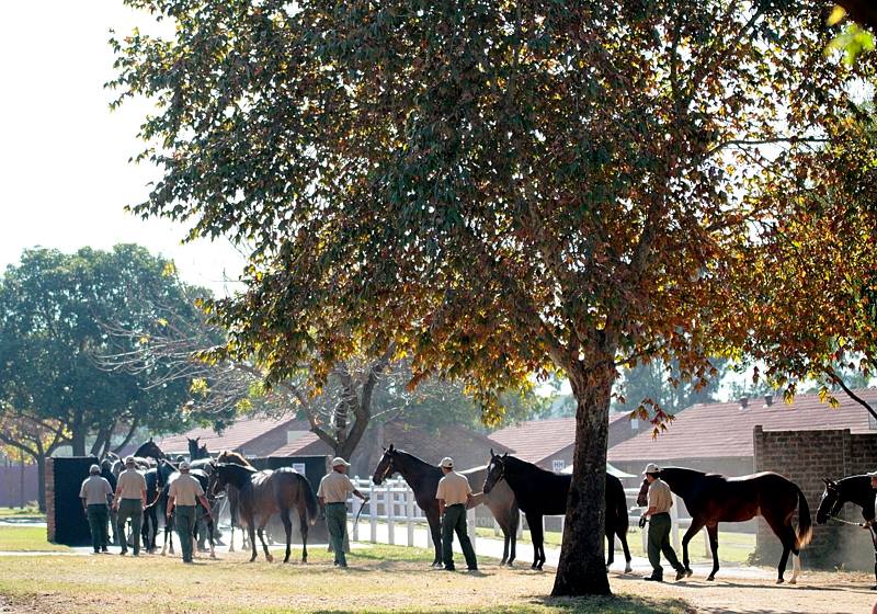 National Yearling Sale (photo: TBA)