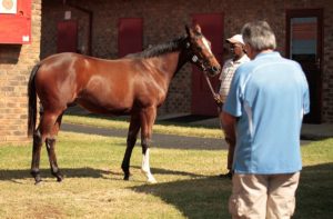 National Yearling Sale (photo: TBA)