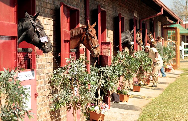 National Yearling Sale (photo: TBA)