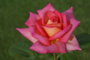Isidingo (photo: Ludwig's Roses)