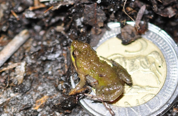 Microbatrachella capensis - the Microfrog (photo: Ismail Wambi)