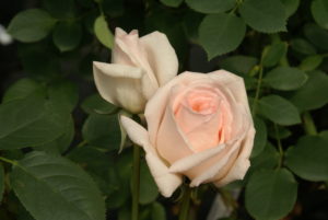 Rhona Beck (photo: Ludwig's Roses)