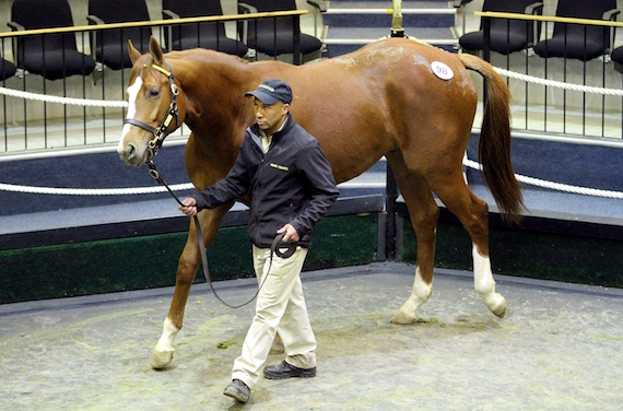 2017 BSA National 2yo Sale Lot 98 Perené (photo: Candiese Marnewick)