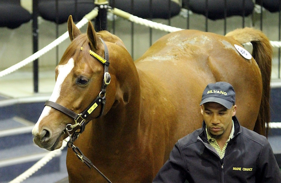 2017 BSA National 2yo Sale Lot 98 Perené (photo: Candiese Marnewick)