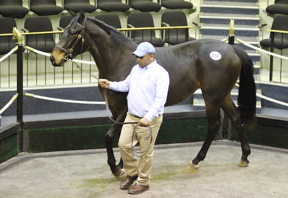 2017 BSA National 2yo Sale Lot 257 - Green Sea (Gimmethegreenlight - Acquavella) (photo: Candiese Marnewick)