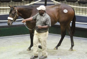 2017 BSA National 2yo Sale - Lot 295 - Sir Reginald (Trippi - Boston Tea Party) (photo: Candiese Marnewick)