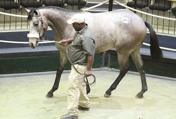 2017 BSA National 2yo Sale - Lot 473 - Shy Guy (Dynasty - Kiss Don't Sulk) (photo: Candiese Marnewick)