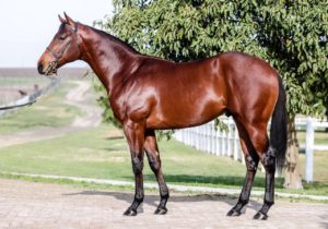 Lot 67 Avalon (Silvano - Mysterious Land)